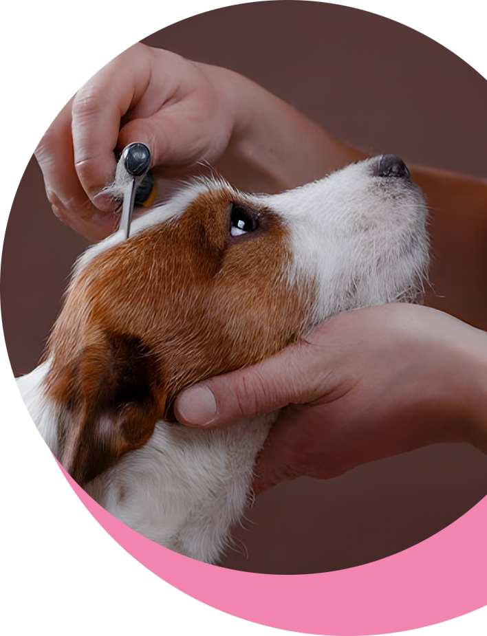 A dog being groomed by someone with a person holding the ear of it.