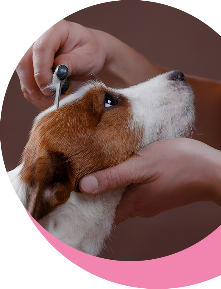 Pet Grooming Services in FL Angie s Pet Spa and Boutique