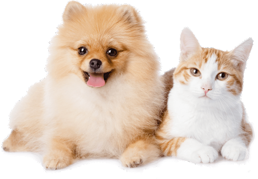 A dog and cat are sitting next to each other.