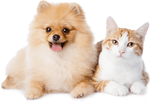 Pet Grooming Services in FL Angie s Pet Spa and Boutique