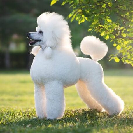Portrait of White Big Royal Poodle Dog. Outdoor