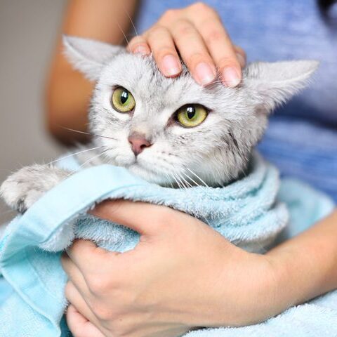 Cat taking a bathe