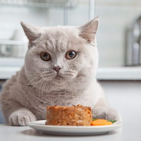 cat and plate of pet food in domestic kitchen, selective focus