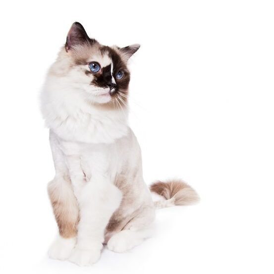 Funny shaved Ragdoll Cat with a lion style haircut seated and looking to the side on a white background. Grooming helps with shedding. Copy space for your text.