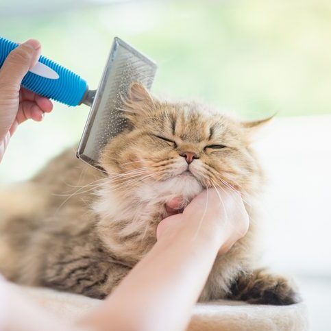Asian woman using a comb brush the Persian cat