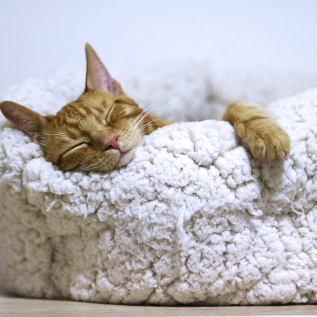 Cat Supplies 3