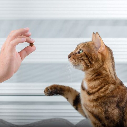 Training a thoroughbred cat for a treat in the room.