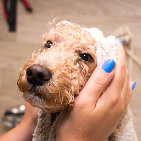 Dog grooming a poodle in a grooming saloon.