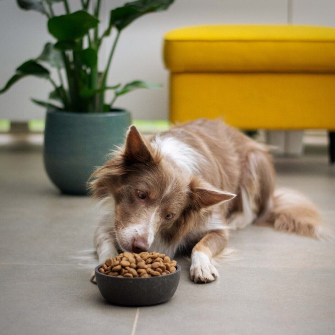 dog food