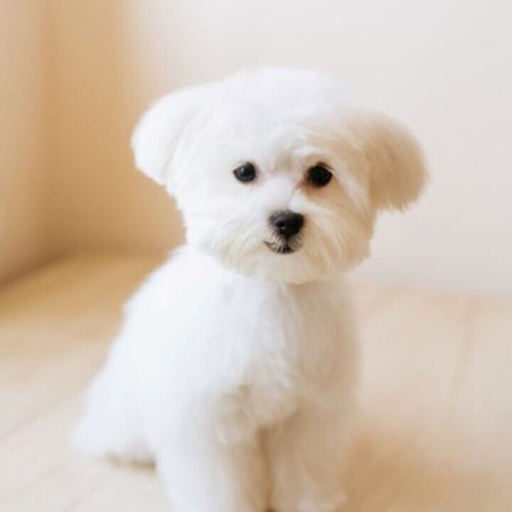 dog grooming partials2