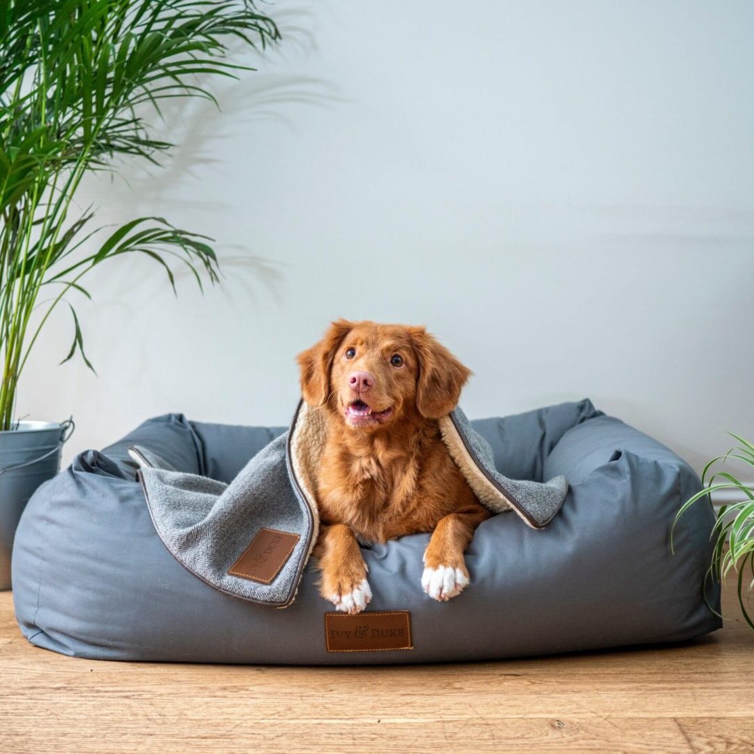 dog supplies 1