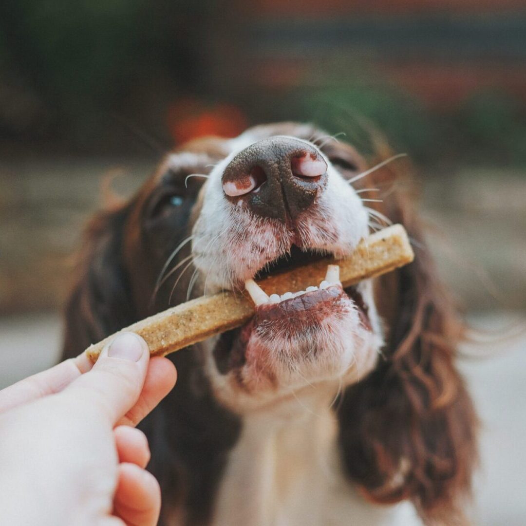 dog treats