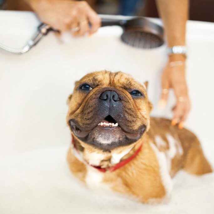 A dog is being bathed in the tub