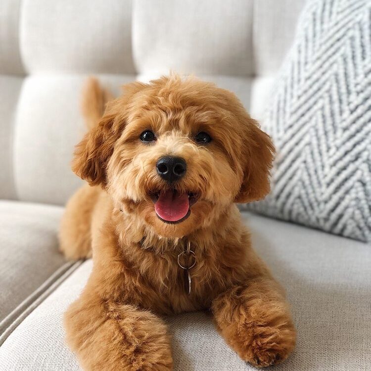 A small dog is laying on the couch