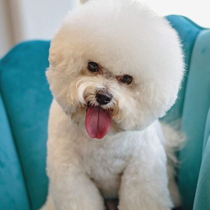A white dog sitting in a blue chair.