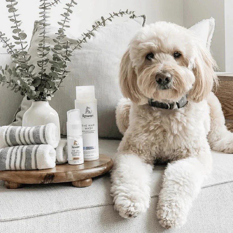 A dog sitting on the couch next to some lotion bottles.