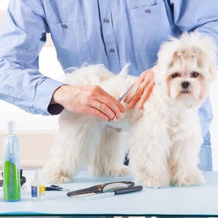 A person cutting the hair of a small white dog.