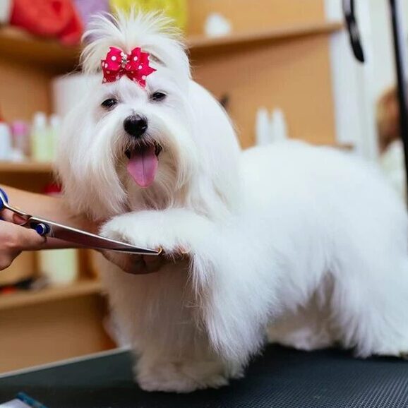 A white dog with a red bow on its head.