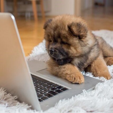 A dog is sitting on the floor next to a laptop.